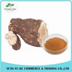 Recover Immunity Statem Chinese Herb Poria Cocos Extract