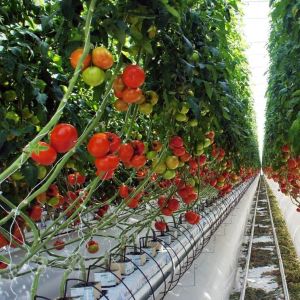 Temporary Heating Film Greenhouse Vegetable and Flower Hydroponic System for Planting