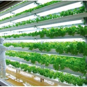 Department Shipping Container Greenhouse LED Lighting Solution for Vegetable
