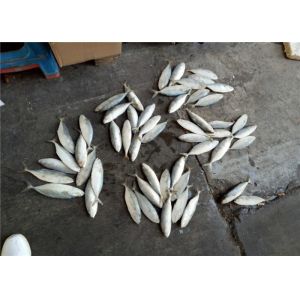 China Whole Round 4pcs 6pcs Per Kg Frozen Indian Mackerel For Restaurant on sale