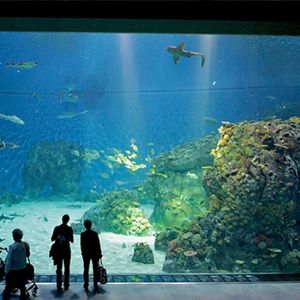 Aquarium Project Construction Large Fish tank Custom Manufacturers Aquarium