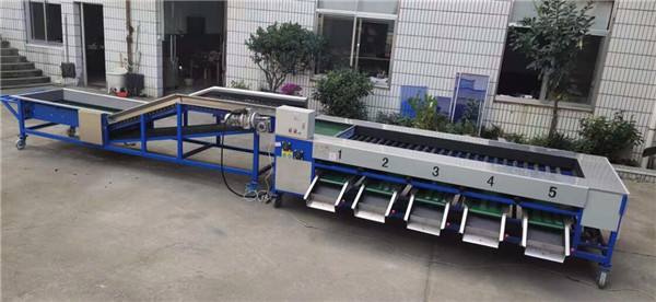 Quality cucumber sorting machine, cucumber grading machine,cucumber sorter wholesale
