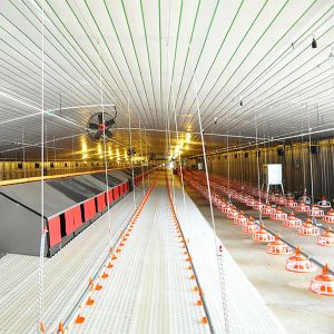 Poultry farm Henhouse turnkey solution