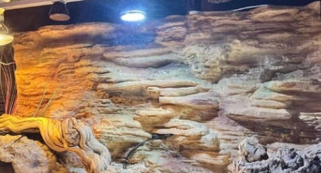 China Water Resistant Reptile Tank Background Eco Friendly And Easy Maintenance on sale