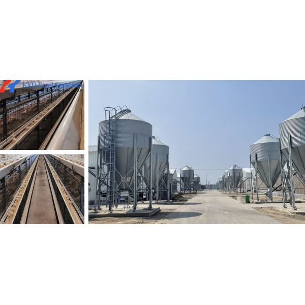 Poultry Farm Chicken Feeding Line Automatic Poultry Pan Feeding System