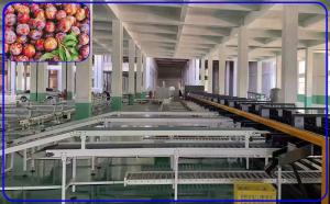 Cheap 2 Channel Precise Automatic Sorting Machine Stainless Steel For Plum for sale