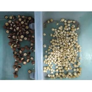 64 Chute Cashew Nut Color Sorter High Capacity