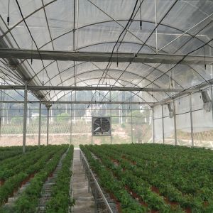 Vegetables Tunnel Plastic Commercial Large Multispan Greenhouse