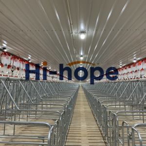 China Automatic Piggery Farm Disc Chain Feeding Equipment For Sale on sale