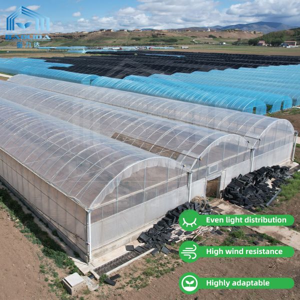 Quality 24m x 40m Multi-Span Greenhouse with 150 Micron PE Film Cover wholesale