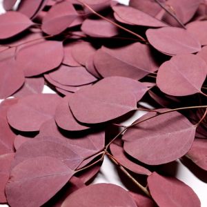 Soft Real Dried Eucalyptus Leaves Can Last 3-5 Years For Decoration