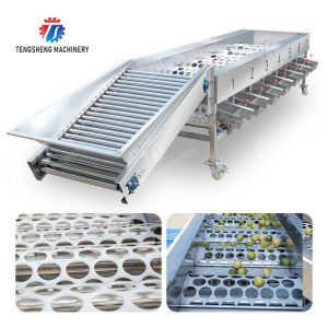 Processing Production Inspecting Grading Fruit Vegetable Onions Saiko persimmon