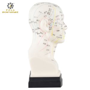 Eco Friendly 20cm Head Acupuncture Body Model Without Effusion Liquid