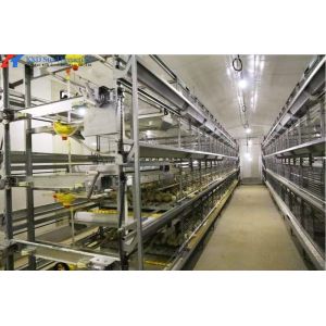 Automatic Poultry Farm Chicken House Feeding Line A Type Layer Chicken Cage