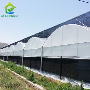 Automated Blackout Multi-span Light Deprivation Mushroom Greenhouse