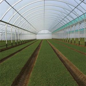 Inner Shading System Multi Arch High Tunnel Greenhouse Clear Multi Span