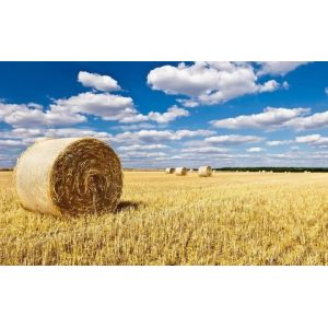 Rice Straw Particle Board Production Line High Productivity Panel 2440 x 1220 MM