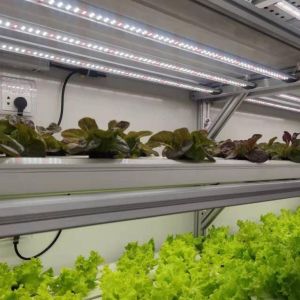 Steel Structure Vertical Farming Container Greenhouse with Multi-Span Hydroponic