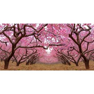 PLASTIC LENTICULAR wall art decor 3d lenticular printing landscape pictures with