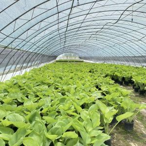 Single Layer Tunnel Greenhouse Hydroponics Growing System for Vegetables Multi