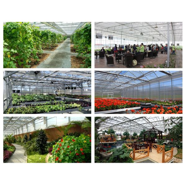 Venlo Roof 9.6m Multi Span Greenhouse For Vegetables