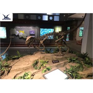 Playground Indoor Artificial Dinosaur Skeleton Replica Life Size Fiberglass