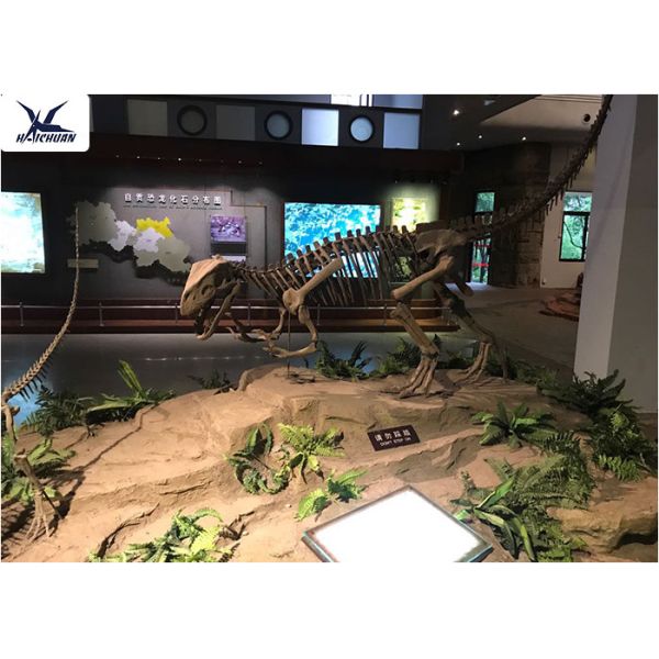 Playground Indoor Artificial Dinosaur Skeleton Replica Life Size Fiberglass
