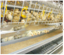 Yellow Poultry Auto Drinker System Broiler Nipple Drinker With Cup