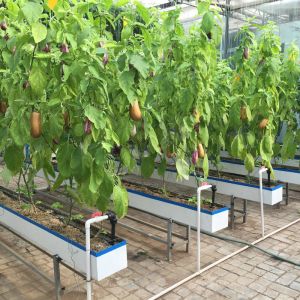 China Industrial Greenhouse Hydroponic Vegetable Growing System with 11 liters Volume on sale