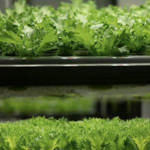 Transform Your Farming Operation with Leafy Veggies Reefer Container Greenhouse