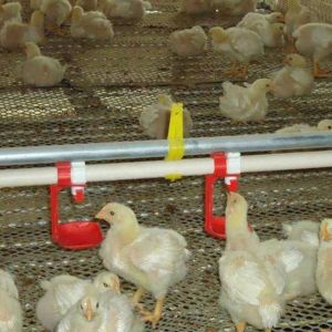 Chicken Poultry Automatic Pan Feeding System Nipple Drinking Line
