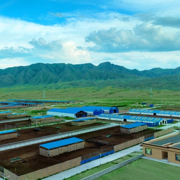 Quality Poultry House for Broiler, Layer & Breeder Farms – Prefabricated Steel Structure with Insulated Panels and Ventilation System wholesale