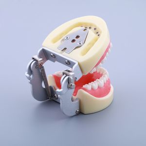 Waxless Medical Simulation Pvc Anatomical Human Tooth Model