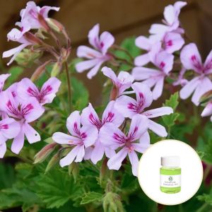 CAS 8000-46-2 100% Pure Rose Geranium Essential Oil Body SPA Use