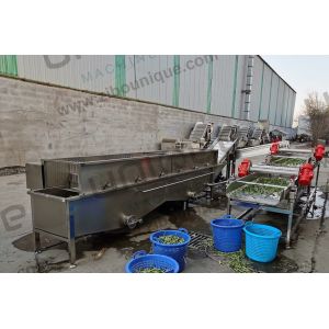 Design Alfalfa / Micro Greens Vegetable Bubble Washing Machine for Food Beverage