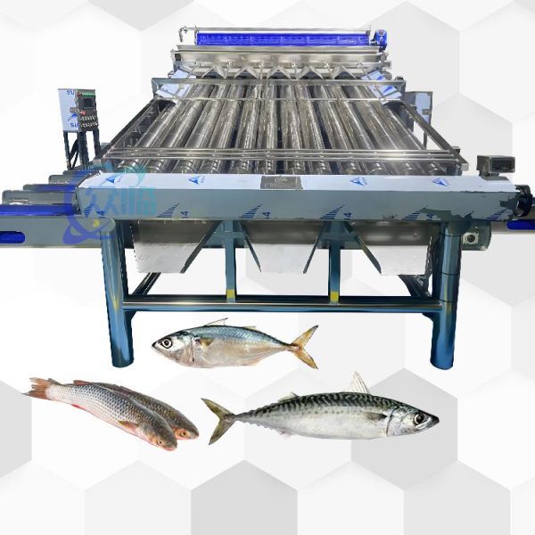 Efficient Small Yellow Croaker Sorting Machine Small Yellow Croaker Roller