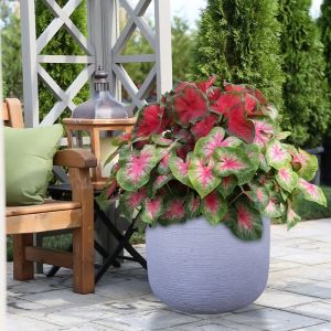 Grey Mottle Lightweight Tall Oval Concrete Planter Pots | Unique Design |