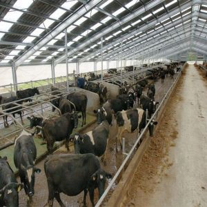 Easy Install Modern Cattle Shed , Prefabricated Metal Farm Barns