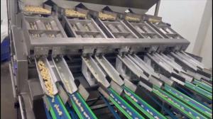 Cheap High Capacity 8-Channel Conveyor Cashew Grading Machine with 8 Output Grades and Vietnam-Based Service Team for sale