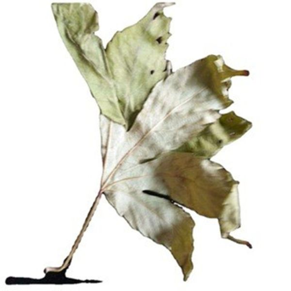 China herbs Organic Raspberry Leaves Pregnancy Tea Fruit Flavored Loose Herb