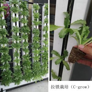 Skyplant Customized NFT Vertical Climate Control Hydroponic Growing Systems