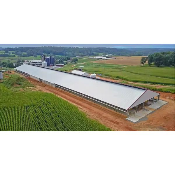 Steel Structure Cow House Design Cow Farm House Farm Shed Steel Structure