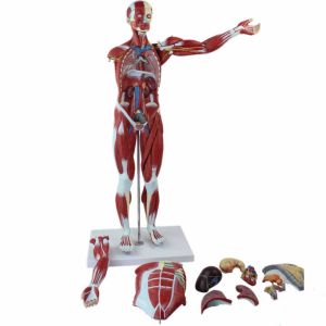 30 inches 27-Part 1/2 Life Size Muscles Structure of The Body for Teaching Study