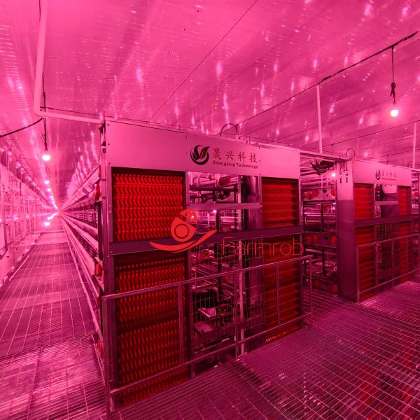 Quality Optimized Layer Chicken Cage System for Chicken Uniformity wholesale