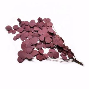 Soft Real Dried Eucalyptus Leaves Can Last 3-5 Years For Decoration