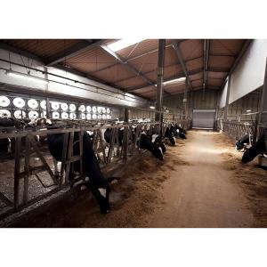 Q235B Q355B Steel Structure Cow Shed Economical Steel Frame Farm Buildings For