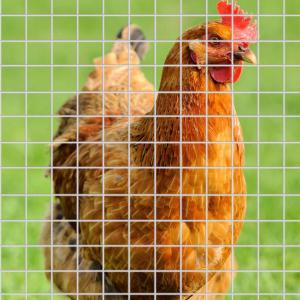 Latest Design Superior Quality Hot Dipped Galvanized Welded Wire Mesh pvc coated