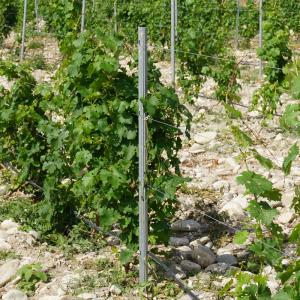 2.4m 2.5m Galvanised Steel Vineyard Posts Substitute Of Cement Posts And Wooden