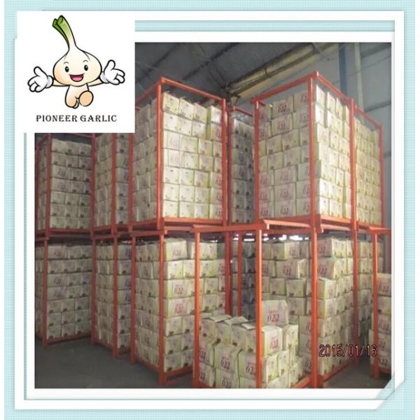 Quality New Crop Chinese Garlic at low rate from Jinxiang County[Hot Sale] wholesale