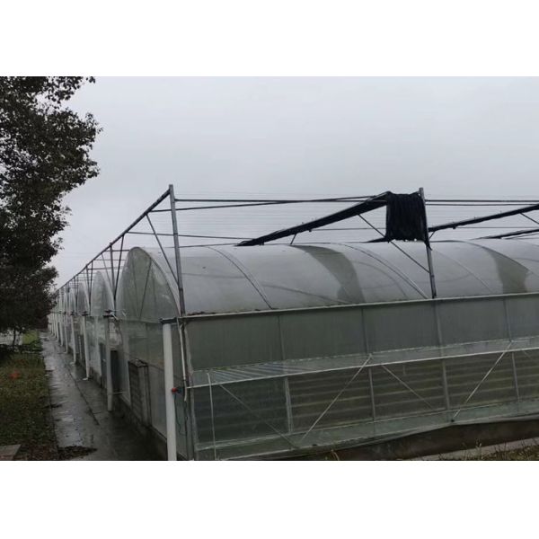Quality Tropical Tunnel Single Span Greenhouse Easy Construct High Transmittance wholesale